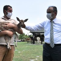 Penguen ailesinde yavru sevinci 