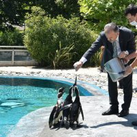 Penguen ailesinde yavru sevinci 