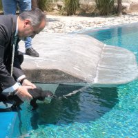 Penguen ailesinde yavru sevinci 