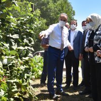 Büyükşehir destekliyor, çiftçi kazanıyor  