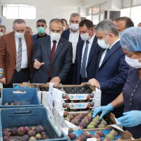 Bursa’dan dünya pazarlarına siyah incir 
