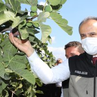 Bursa’dan dünya pazarlarına siyah incir 