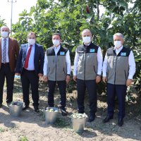 Bursa’dan dünya pazarlarına siyah incir 