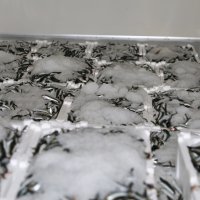 Balık sezonu sıkı denetimle başladı 