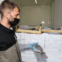 Balık sezonu sıkı denetimle başladı 