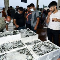 Balık sezonu sıkı denetimle başladı 