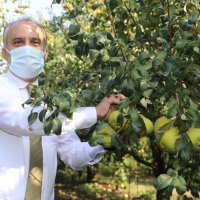 Armut bahçelerinde hasat bereketi 