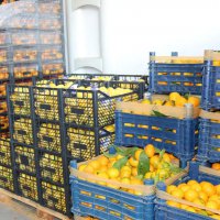 Koronaya karşı vitamin desteği 