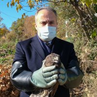 Yaralı şahin doğaya bırakıldı 
