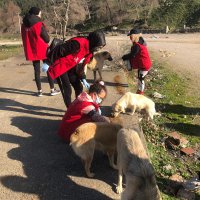 Gönüllüler sokak hayvanları için sahada 