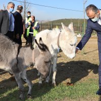 Bursa’nın emekli hayvanlar çiftliği 