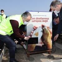 Gönüllüler sokak hayvanları için sahaya indi 