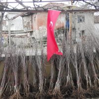 Dağ ilçeleri meyvecilikle kalkınacak 
