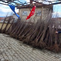 Dağ ilçeleri meyvecilikle kalkınacak 