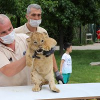 Aslan ailesinde yavru sevinci 