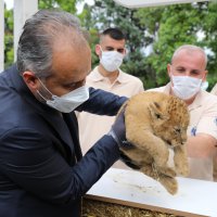 Aslan ailesinde yavru sevinci 