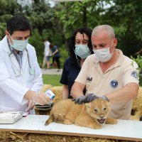 Aslan ailesinde yavru sevinci 