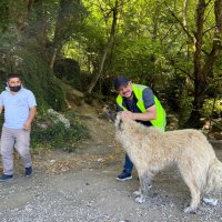 Sahipsiz hayvanlar da bayram etti 