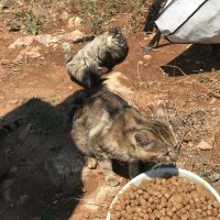 Sahipsiz hayvanlar da bayram etti 