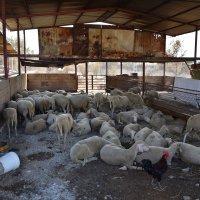 Yangının yaralarını hep birlikte saracağız  