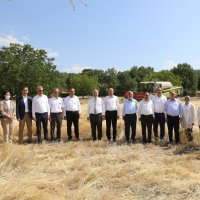 Siyez buğdayı ve çörek otunda hasat zamanı  