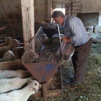 Besiciye yem desteği 
