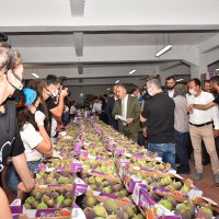 Bursa’nın İncisi’nde hasat başladı 