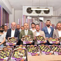 Bursa’nın İncisi’nde hasat başladı 