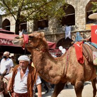6 asırlık handa develi koza mezadı 