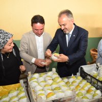 Armut bahçelerinde hasat bereketi 