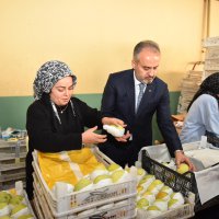 Armut bahçelerinde hasat bereketi 