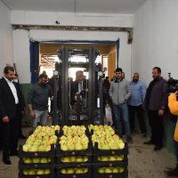 Armut bahçelerinde hasat bereketi 