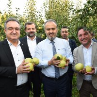 Armut bahçelerinde hasat bereketi 