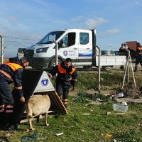 Sokak hayvanlarına Büyükşehir şefkati 