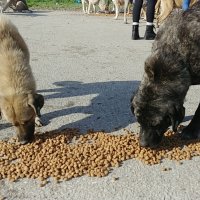 Sokak hayvanlarına Büyükşehir şefkati 