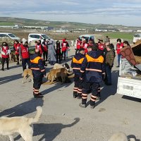 Sokak hayvanlarına Büyükşehir şefkati 