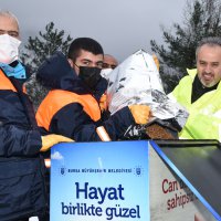 Sokak hayvanları Bursa’da sahipsiz değil 