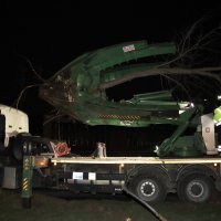 Mudanya yolunda ağaç seferberliği 