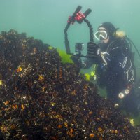 Gemlik Körfezi’nde ‘bayram' dalışı 