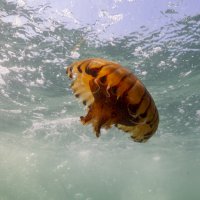 Gemlik Körfezi’nde ‘bayram' dalışı 