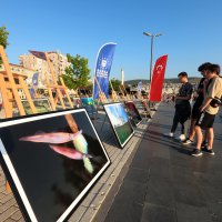 Gemlik Körfezi’nde ‘bayram' dalışı 