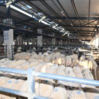 Bayram öncesi vatandaşa Başkan Aktaş morali  