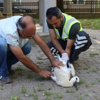 Yaralı leyleğe Büyükşehir şefkati 