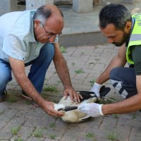 Yaralı leyleğe Büyükşehir şefkati 