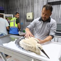 Yaralı leyleğe Büyükşehir şefkati 