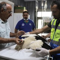 Yaralı leyleğe Büyükşehir şefkati 