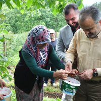 Bursalı çiftçinin hasat bayramı 