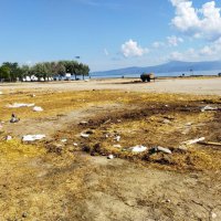 Mudanya'da karasineğin nedeni ihmal 