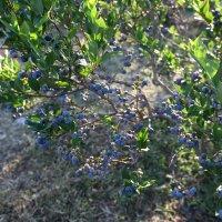 Yaban mersininde hasat bereketi 