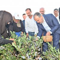 Yaban mersininde hasat bereketi 